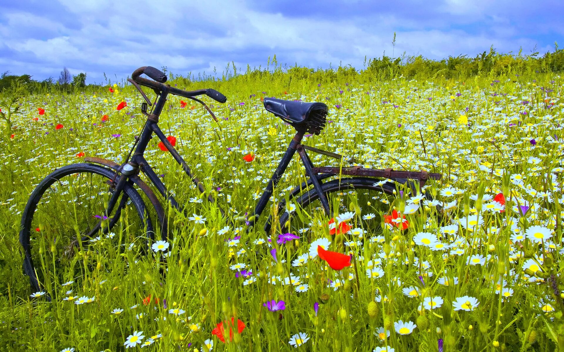 Сектор про лето. Летняя природа. Велосипед на природе. Велосипед в цветах. Луговые цветы.