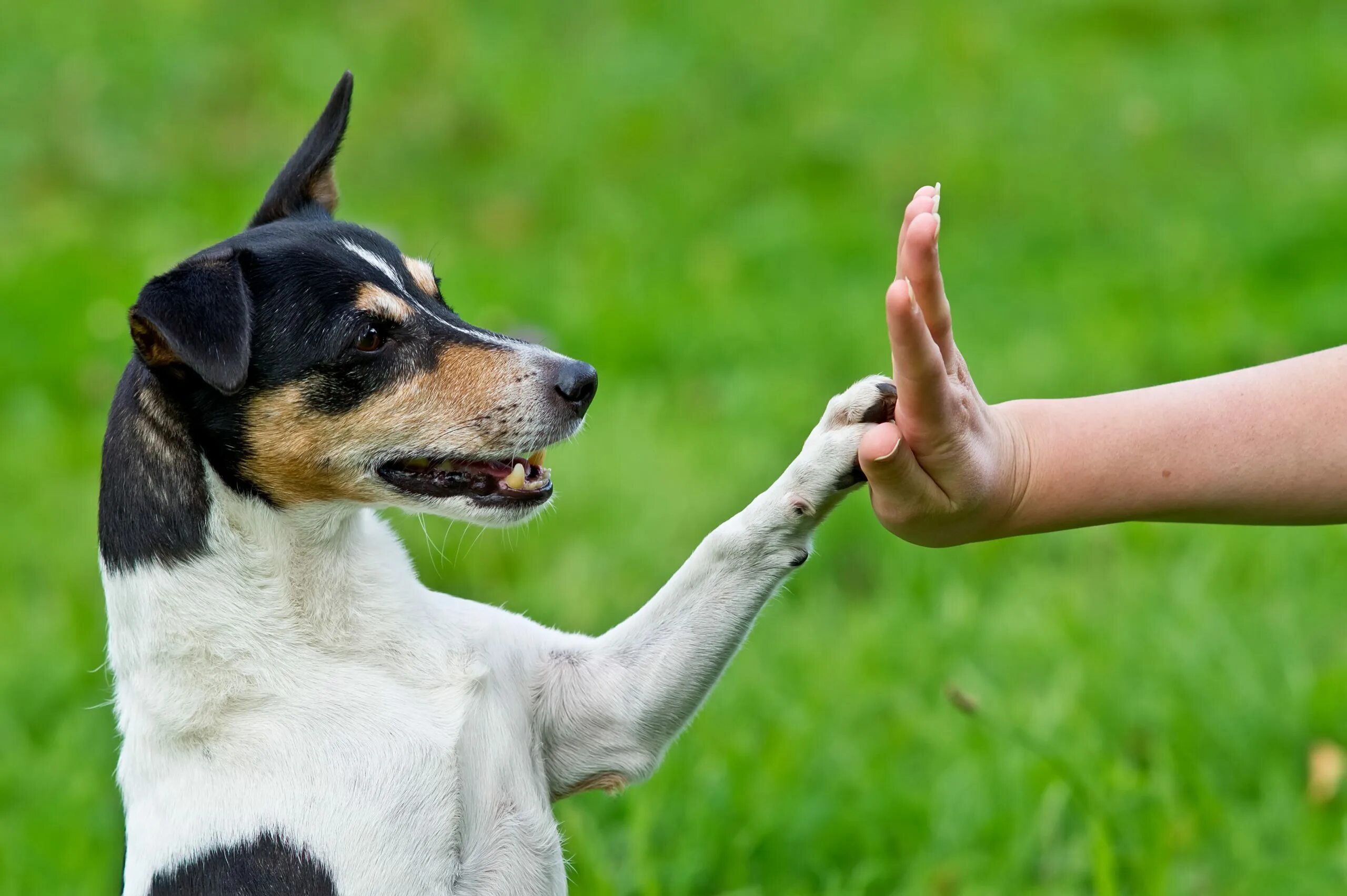 My pet dog has a. Послушная собака. Воспитанная собака. Дрессировка собак. Дрессировка животных.