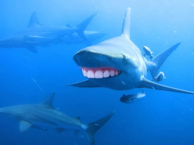 Sharks Shark, Sea animals, Save the sharks