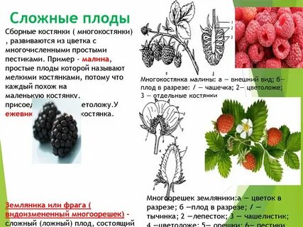 Малина какой плод