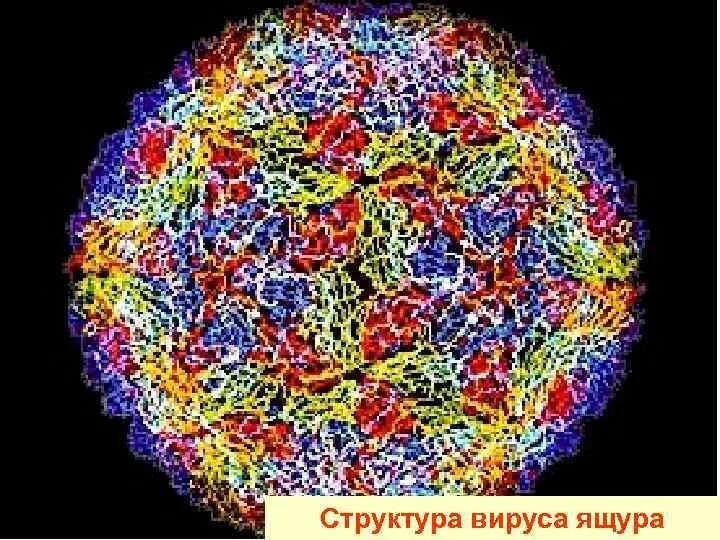 Вирус ящура. Возбудитель ящура животных. Ящур вирус возбудитель. Ящур вирус возбудитель. Возбудитель ящура животных.