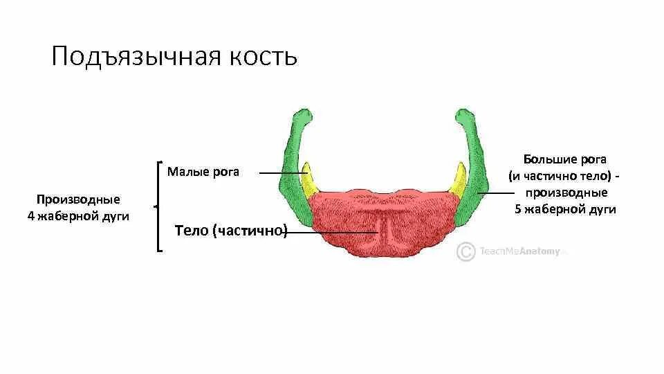 Большие и малые рога на латинском. Подъязычная кость анатомия черепе человека. строение черепа подъязычная кость. большие и малые рога подъязычной кости. подъязычная кость анатомия строение.