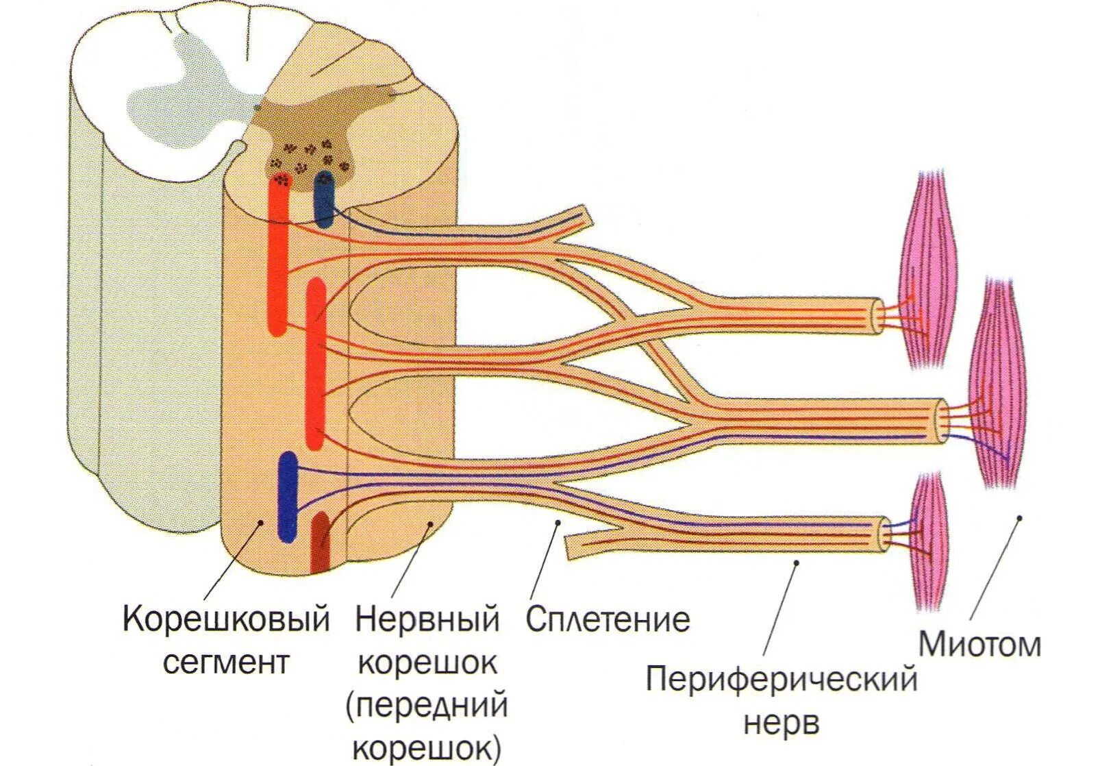 К структурам периферического нерва относят. Периферическая нервная система корешки. Ствол периферического нерва. Строение периферического нерва. Строение периферических нервов.