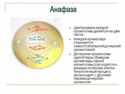 Анафаза