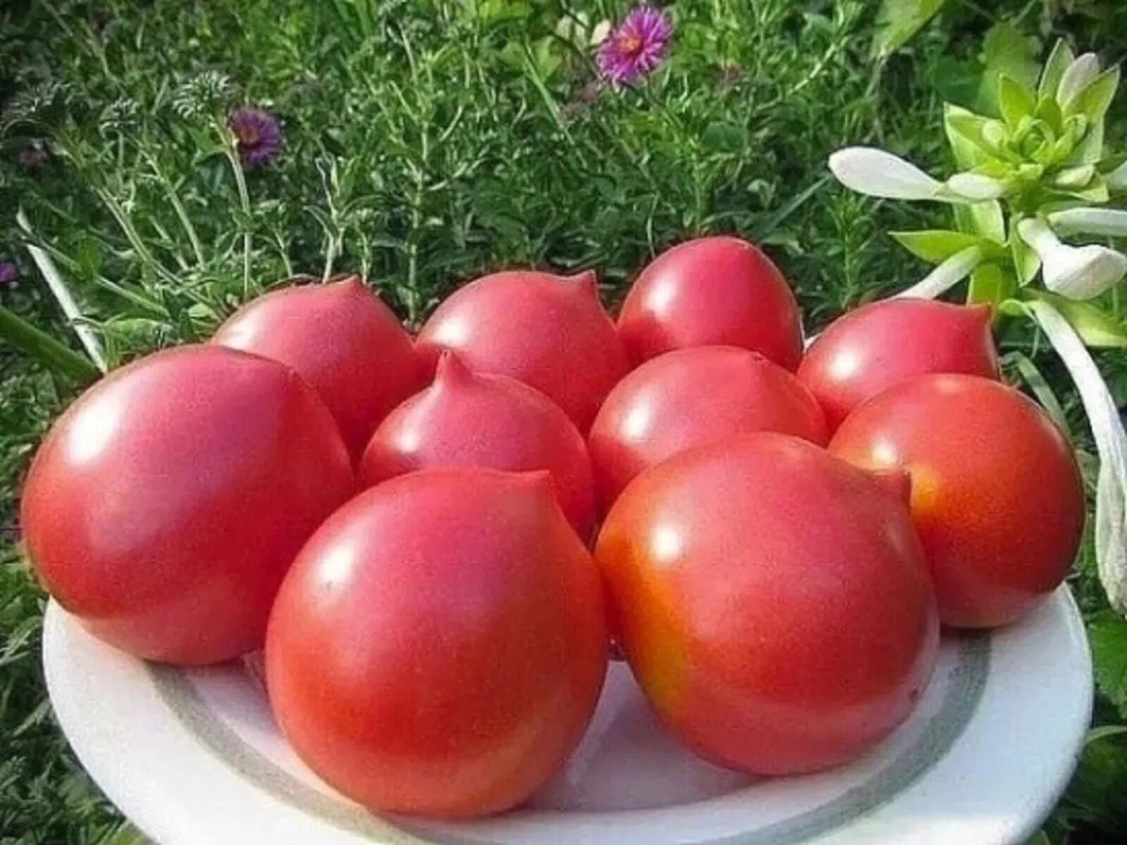 Гибриды томатов для открытого грунта. Семена томат Мальва f1. Томат розовый носик f1. Томат Юбилейный Тарасенко. Томат персик розовый f1.