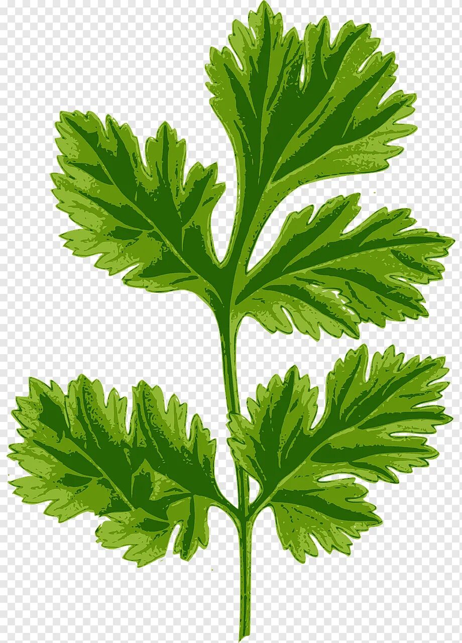 Изображение петрушки. Изображение петрушки. Петрушка листовая обыкновенная. Петрушка персонаж иллюстратор леонид. Петрушка листовая фиделио.