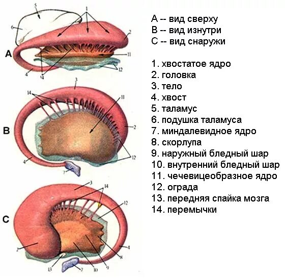 Хвостатое ядро мозга. Подкорковые ядра головного мозга функции. Хвостатое тело базальные ядра. Анатомия головного мозга человека базальные ядра. Базальные ядра анатомия строение.