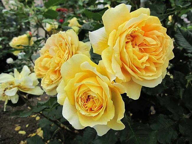 Роза голден зест фото и описание Купить Роза Сто Идей Сада / Rose Golden Zest / Rose 100 Idees Jardin / АРОМАТНАЯ