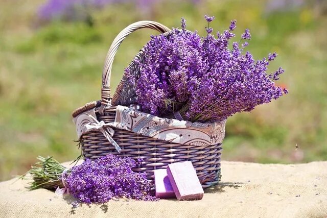 Plant, lavender, flower and blossom HD photo by Allie Smith (@creativegangsters)