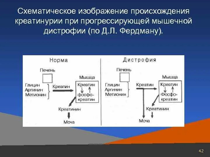 Биохимия мышечная. Креатинурия биохимия. Причины креатинурии биохимия. Креатинурия механизм развития. Креатинурия – биохимический показатель поражения.