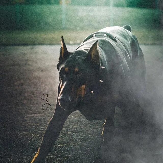 Stylish Doberman Dog in a Leather Jacket
