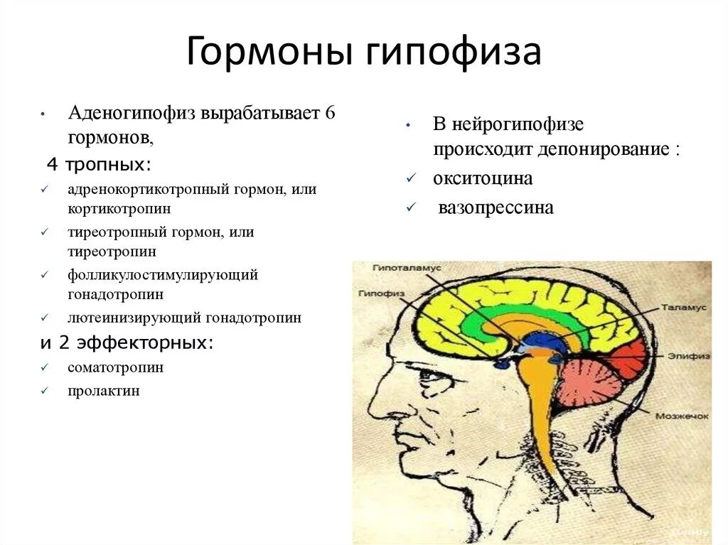 В гипофизе синтезируется гормон