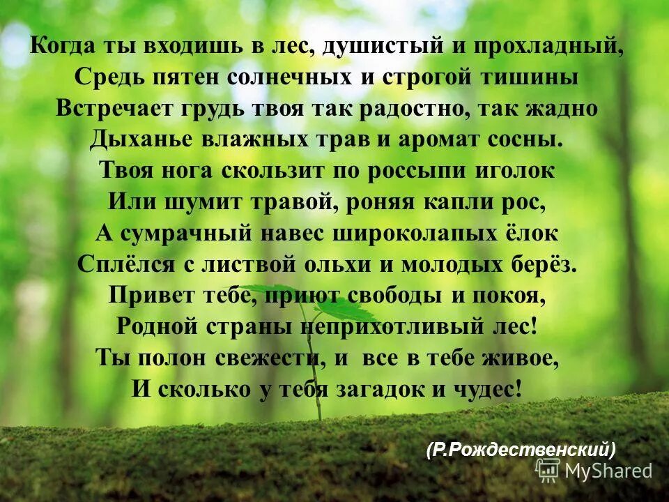 Когда ты входишь в лес, душистый и Прохладный, средь пятен солнечных. В лесу душистый. Когда ты входишь в лес стих. Найти в лесу душистый. Голос в лесу стих