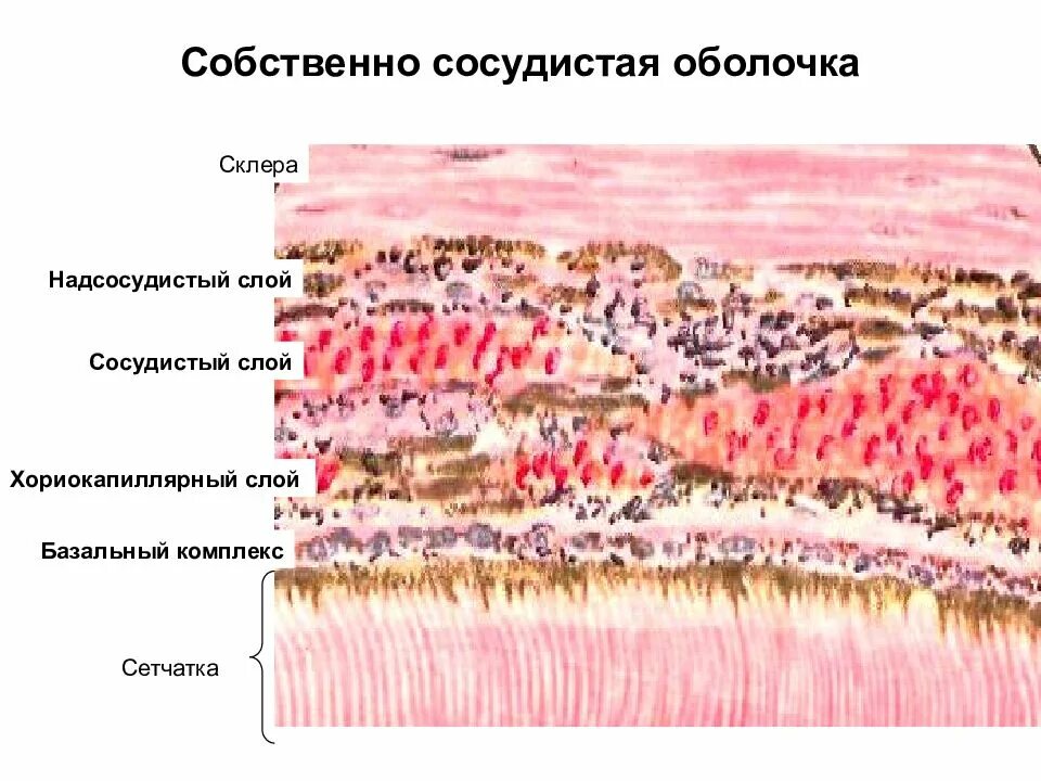 Структура глаза человека. Сосудистая оболочка глазного яблока. Сосудистая оболочка строение. Сосудистая оболочка глазного яблока состоит. Пигмент сосудистой оболочки.