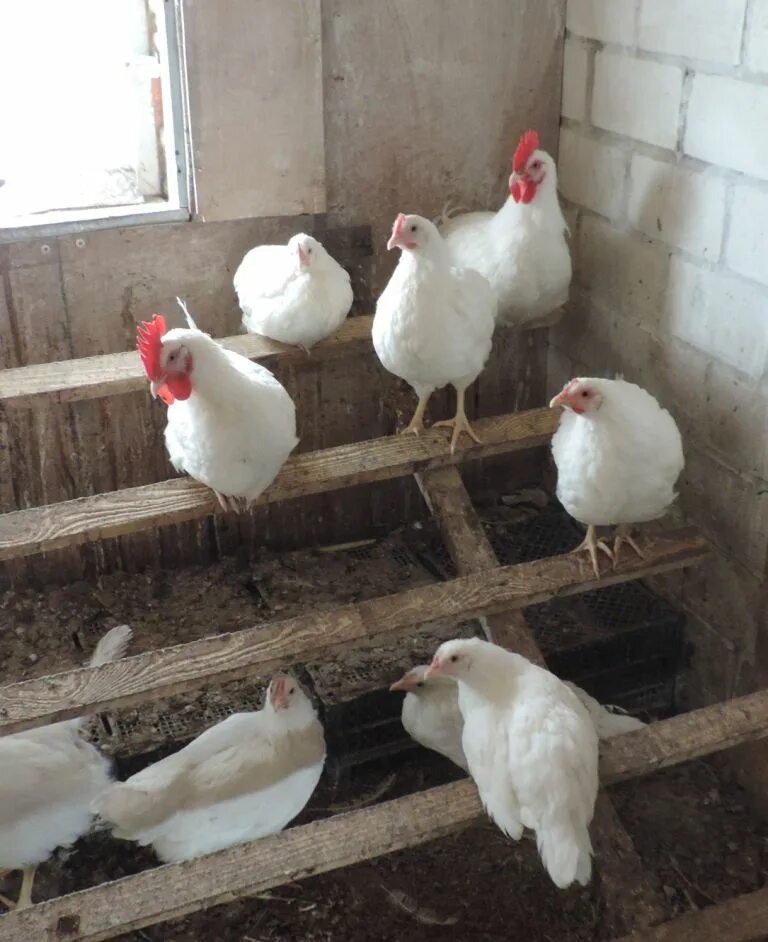 ленинградская порода несушек. курица ленинградская белая. ленинградские белые. курица ленинградская белая. ленинградская ситцевая порода кур.