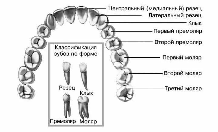 Резцы и моляры. Строение зубов резцы моляры. Зубы резцы клыки премоляры моляры. Зубы моляры премоляры резцы. Резцы и моляры.