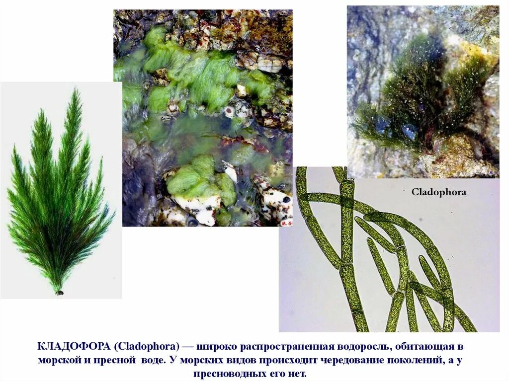 Кладофора водоросль. Кладофора белесая. Кладофора нитчатая водоросль. Кладофора скученная.