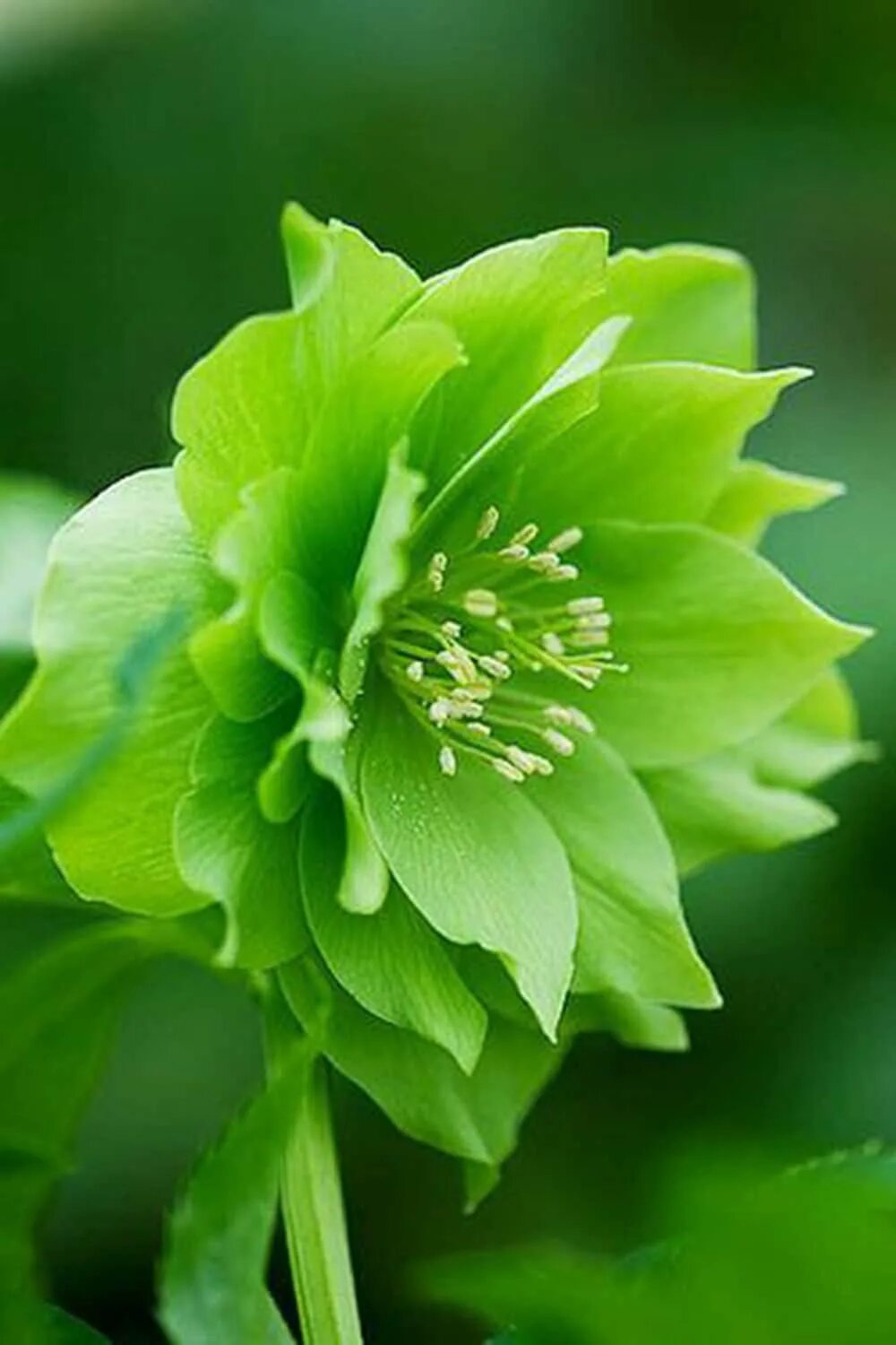 Растение зеленого цвета. Морозник Дабл Эллен Грин. Морозник Восточный Double Ellen Green. Геллеборус (Helleborus) семена. Морозник цветок Хризантема.