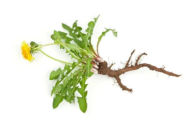 Taraxacum officinale лрс. Одуванчик полевой корневище. Одуванчик лекарственный корень. Одуванчик лекарственный лист и цвет. Строение одуванчика.