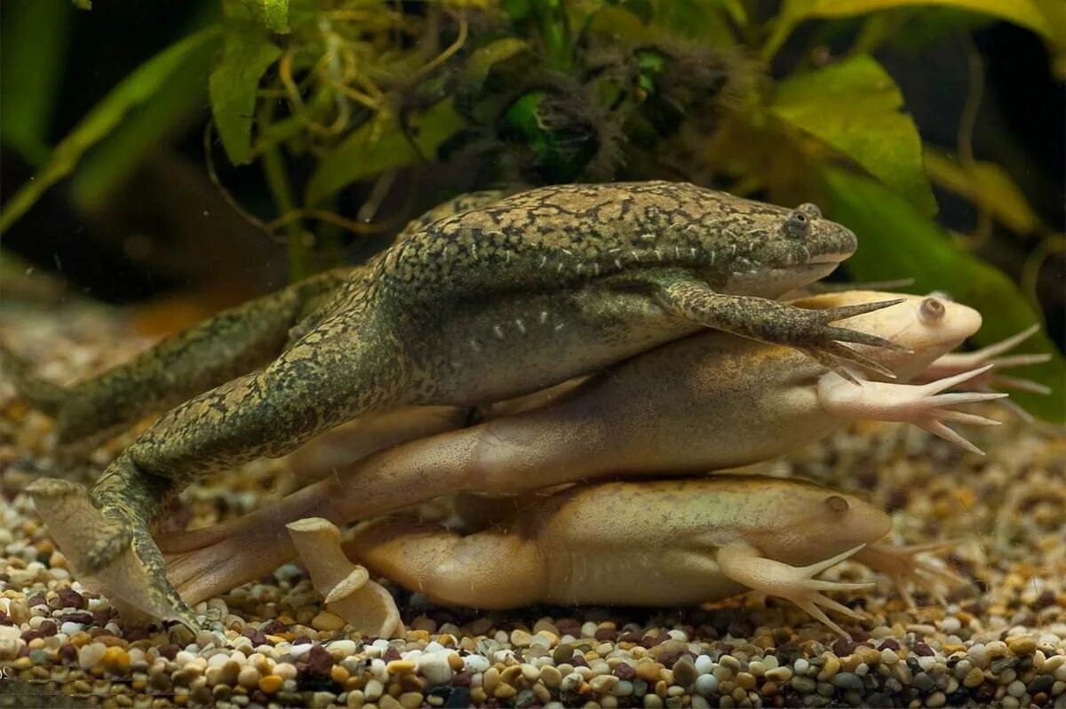 Земноводные живородящие. Шпорцевая лягушка Xenopus laevis. Африканская шпорцевая лягушка. Африканская шпорцевая лягушка Xenopus laevis. Гладкая шпорцевая лягушка.