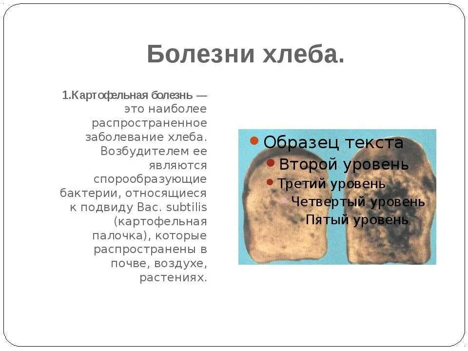 Почему хлеб становится липким. Картофельная болезнь хлеба. картофельная болезнь хлеба причины. заболевание хлеба картофельной болезнью. меловая болезнь хлеба.