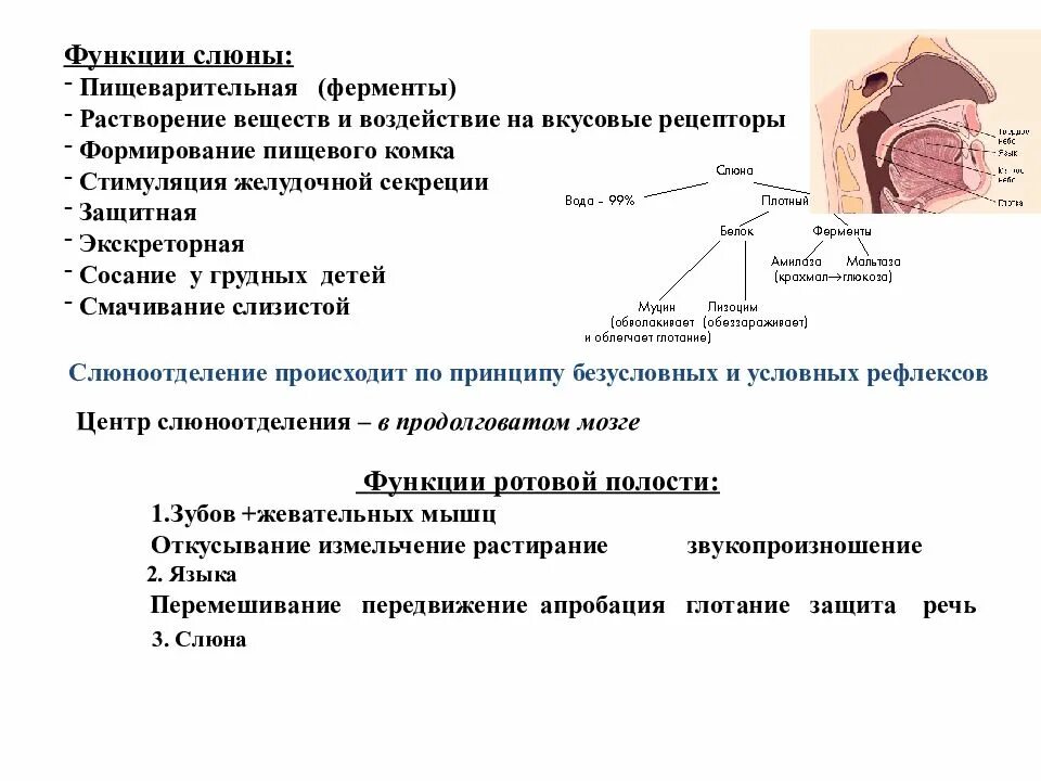 Механизм слюны. Процесс образования слюны. Механизм образования и выделения слюны. Функция ферментов слюны в процессе пищеварения. Слюна выполняет функции.