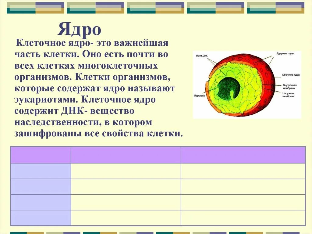 Типы ядер клетки. Клеточное ядро. ядро клетки. строение ядра растительной клетки. ядрышко клетки.