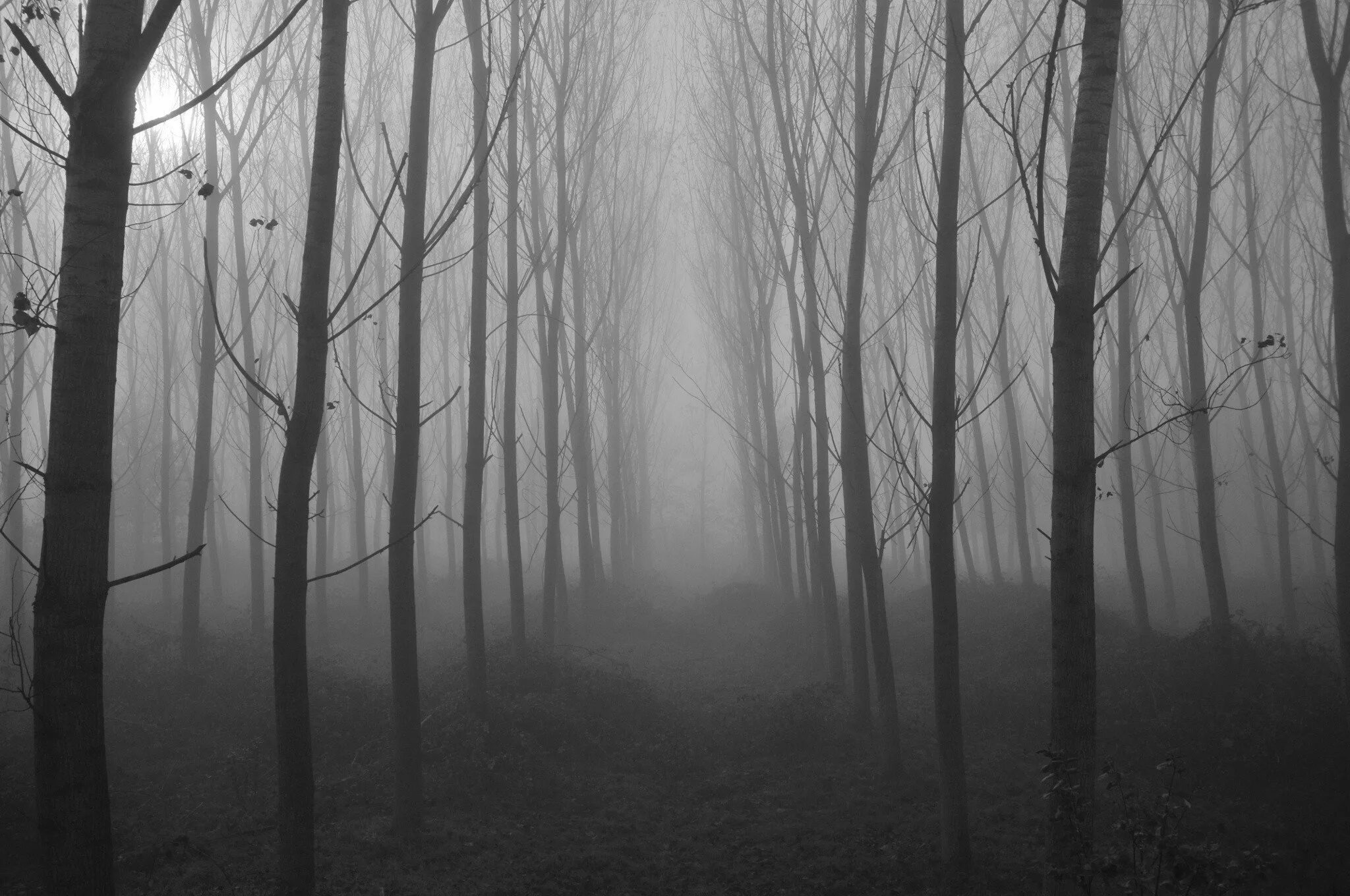 Ужасный фон. Atmospheric Black Metal лес. Жуткий лес. Мрачный лес. Мрачный пейзаж.