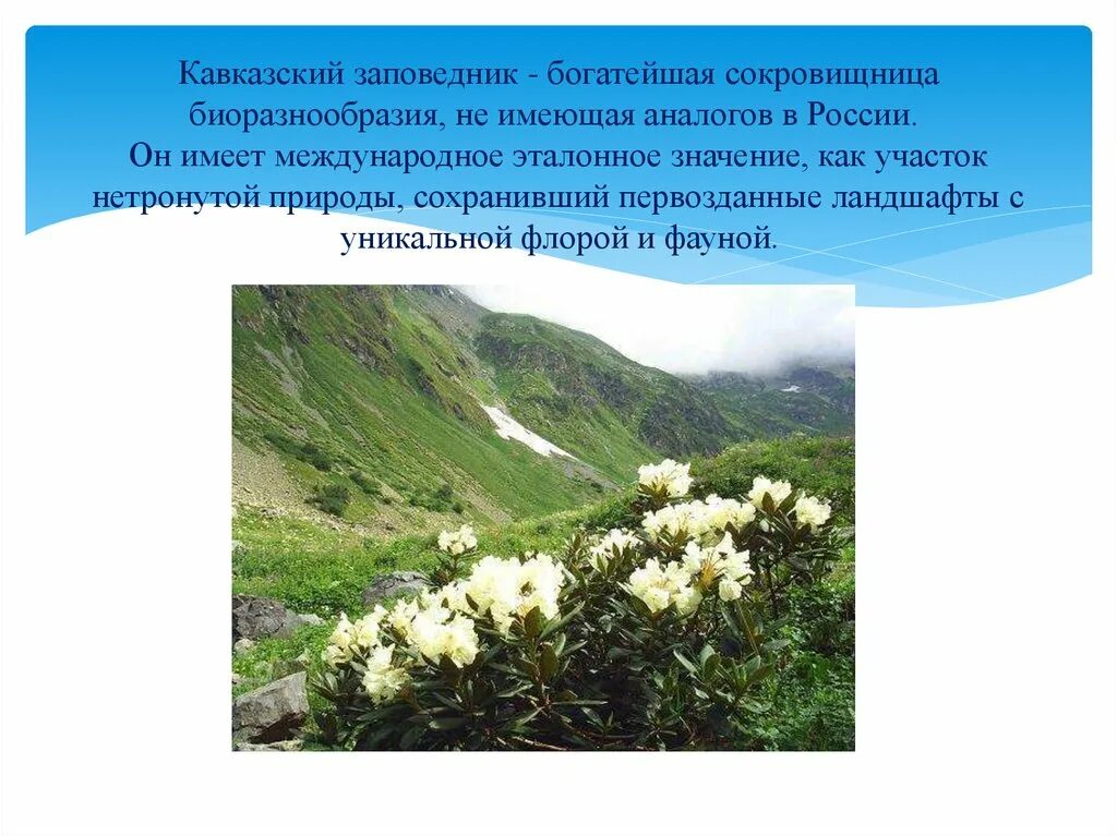 Самый богатый заповедник. Растения Кавказского заповедника Краснодарского края. Кавказский заповедник растения. Кавказский биосферный заповедник растения.