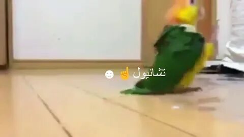 Видео попугай танцует под