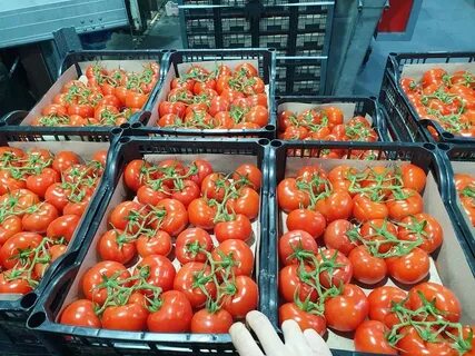 Продам помидору