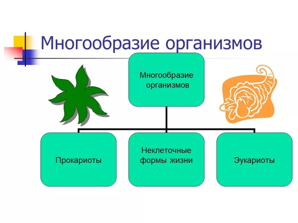 Многообразие организмов и их классификация. Многообразие организмов. Многообразие организмов организмы. Схема многообразие организмов. Многообразие форм жизни организмов.