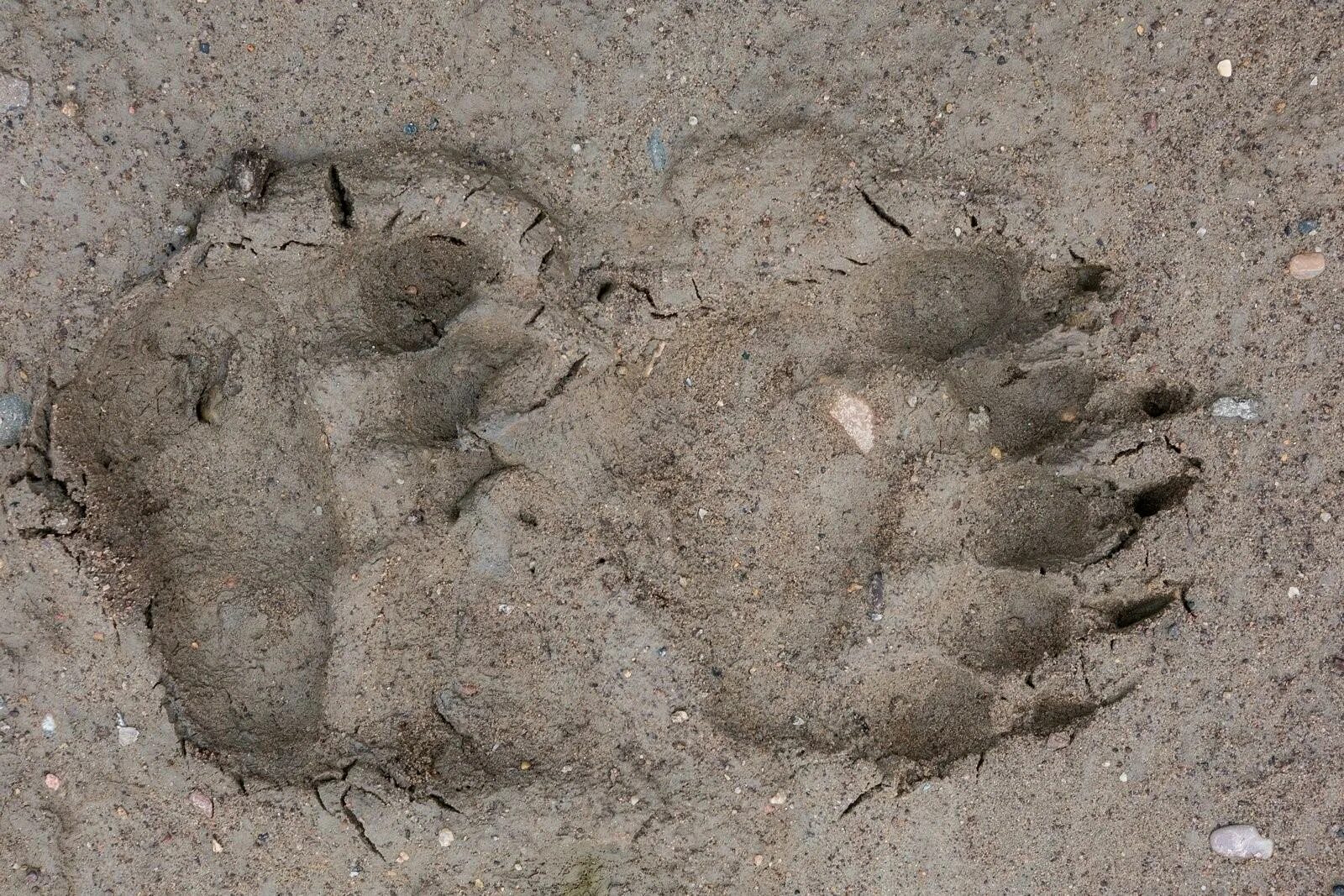 След медвежонка. След ме. Отпечаток лапы медвежонка. След барсука на земле. След ме.