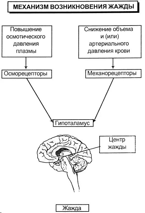 Содержит центры теплорегуляции голода и насыщения жажды. Механизм формирования жажды физиология. Каковы внутренние причины формирования жажды?. Схема регуляции жажды. Схемы процессов, объясняющих возникновение жажды.