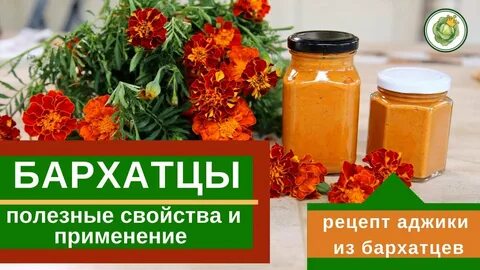 Как настаивать бархатцы