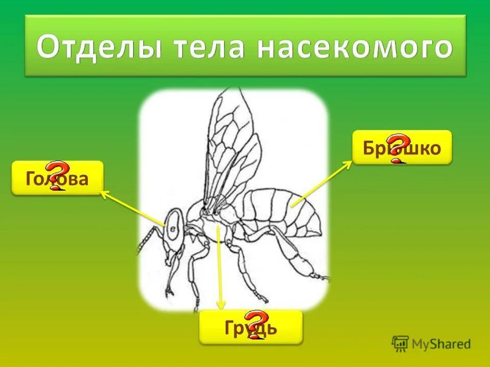 Рассмотрите брюшко найдите на нем насечки