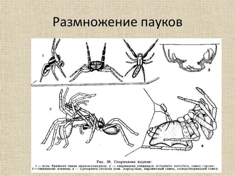 Паукообразные размножение. Размножение паукообразных. пауки размножаются. паук размножение и развитие. размножение паукообразных кратко.