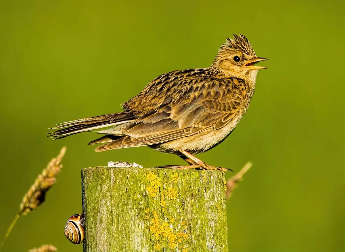 веселый жаворонок. певчий жаворонок. романс жаворонок глинки. певчие птицы жаворонок. песни птиц жаворонок.