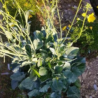 Brassica rapa subsp rapifera