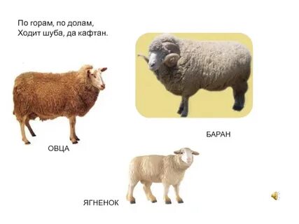 Что дает овца