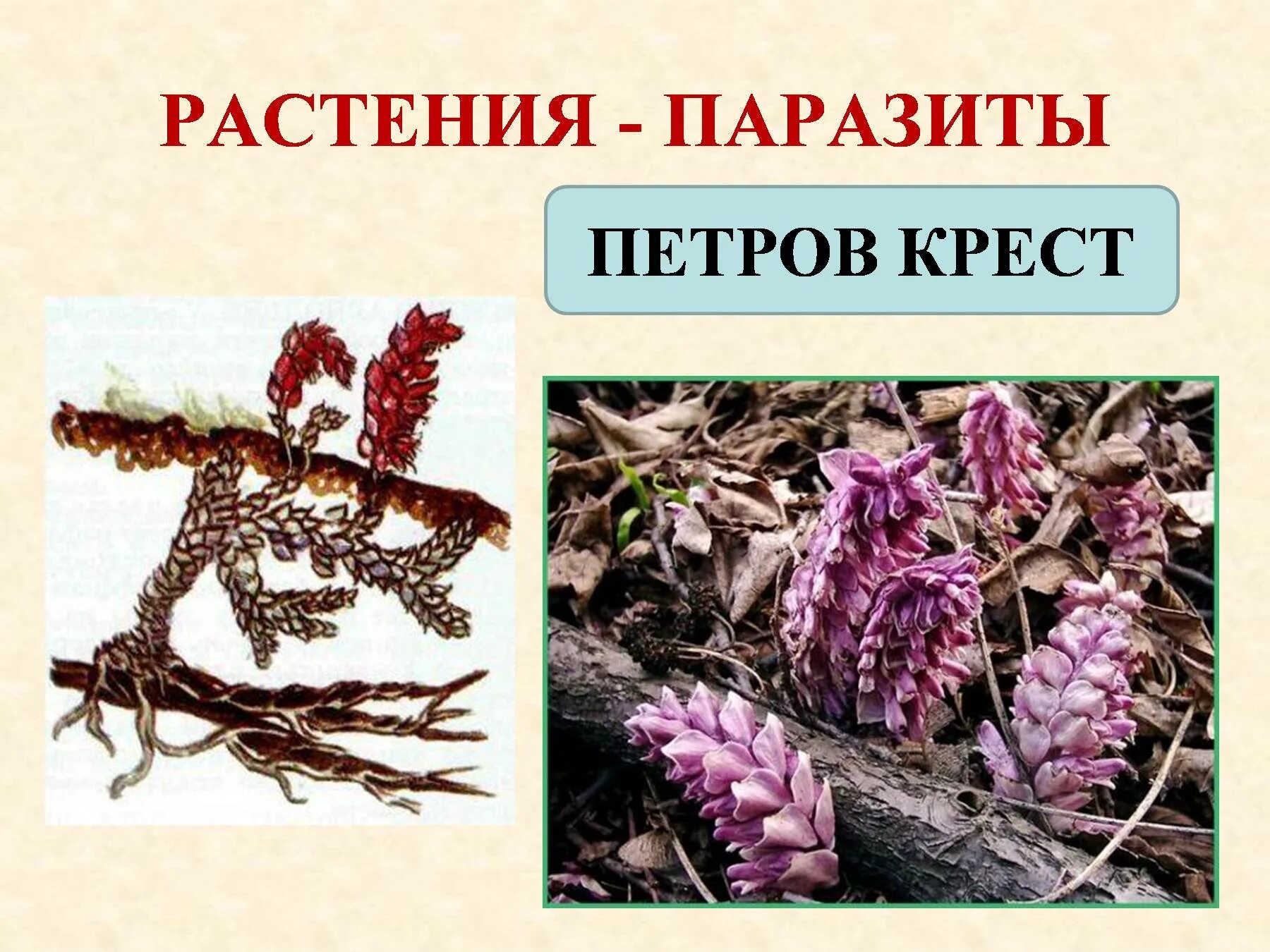 Выбери растения паразиты. Растения паразиты петров крест. растение паразит омела петров крест. растение паразит петров крест рисунок. петров крест жизненный цикл.