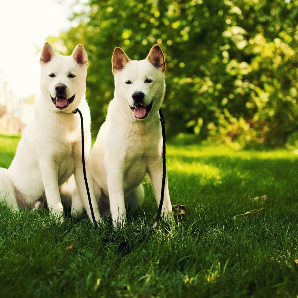 Две белые собаки. Американо-канадская белая овчарка. Две белые собаки. Акита щенок. Обои на рабочий стол собаки.