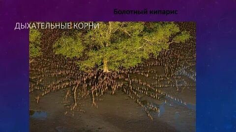 Дыхательные корни примеры растений