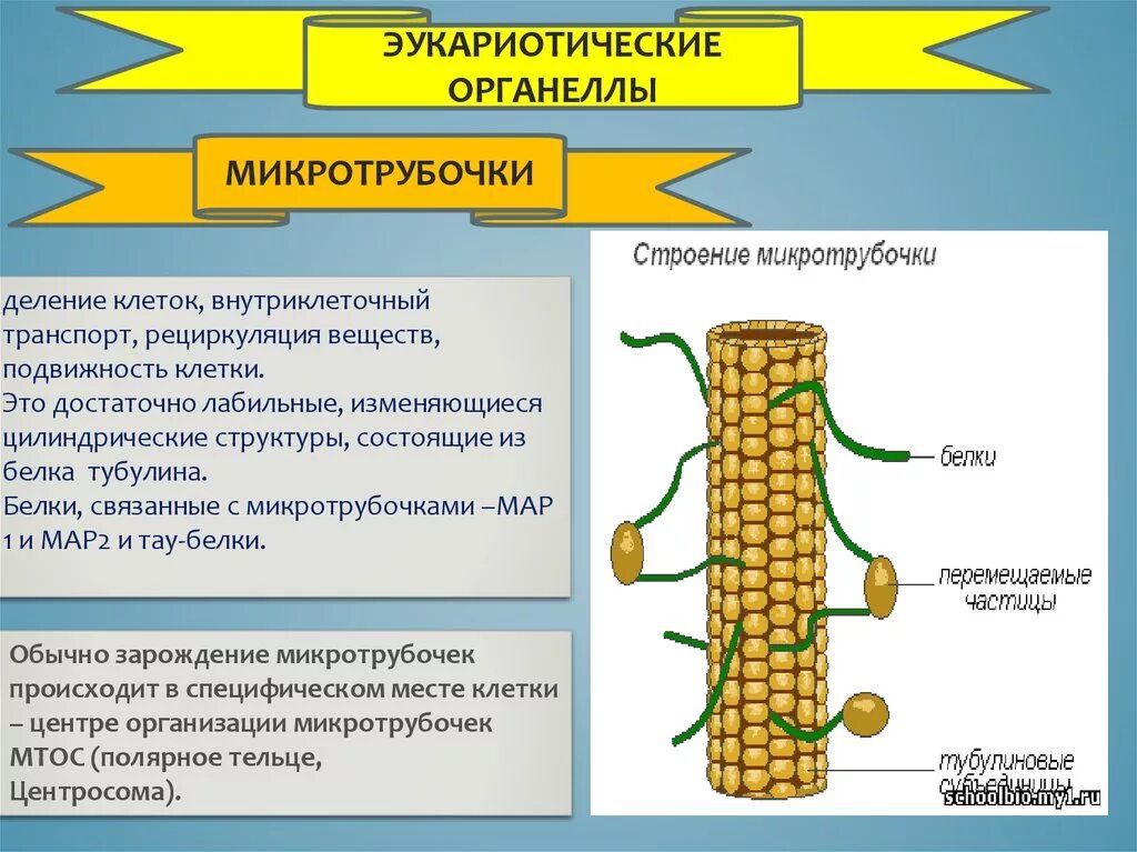 Процесс формирования микротрубочек. Микротрубочки строение. подвижность клеток. белок микротрубочек. тау белок микротрубочки.