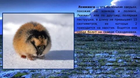 Лемминг лиственница бурый медведь типчак