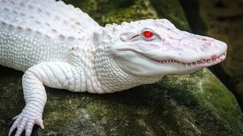 Крокодил альбинос (65 фото) - фото - картинки и рисунки: скачать бесплатно