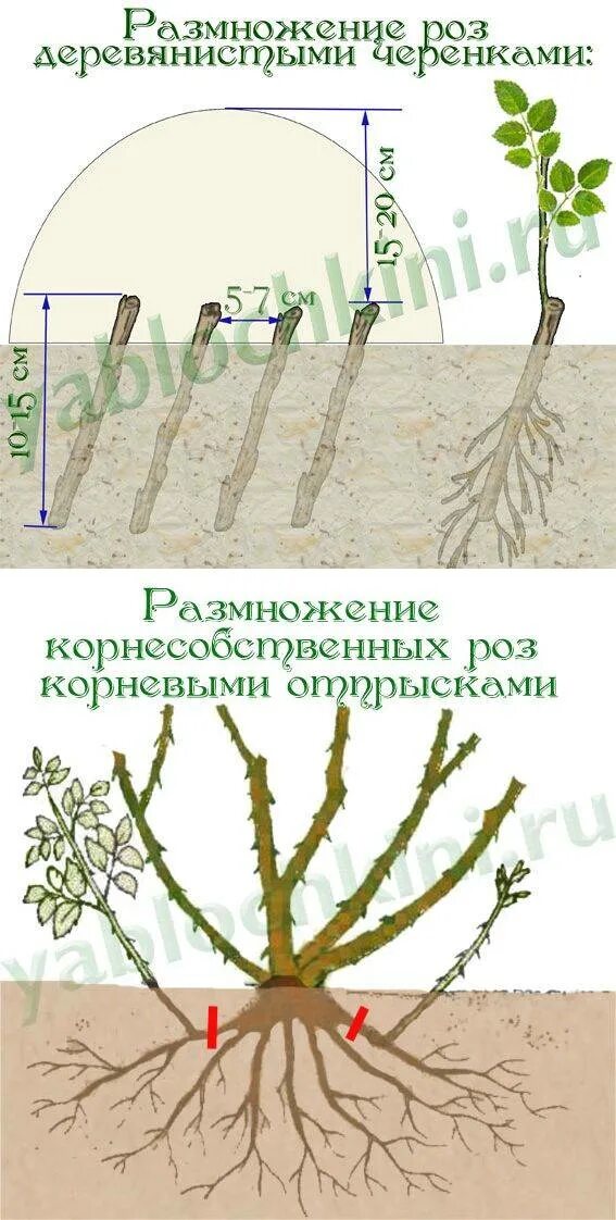 Размножение вьющихся. Черенкование роз отводками. размножение плетистой розы отводками. размножение роз отводками весной.