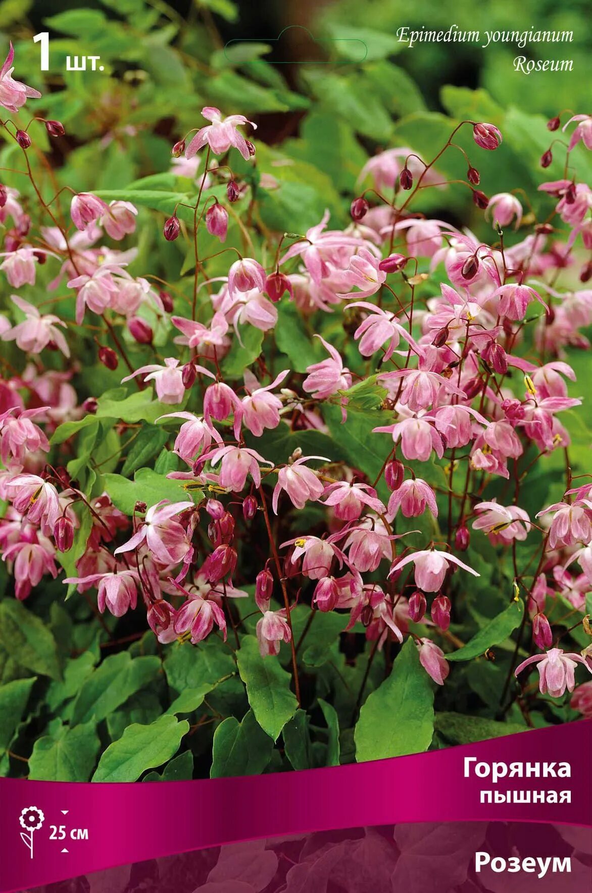 Горянка отзывы. Горянка розеум. горянка пышная roseum. горянка красная epimedium rubrum. горянка цветок многолетник.