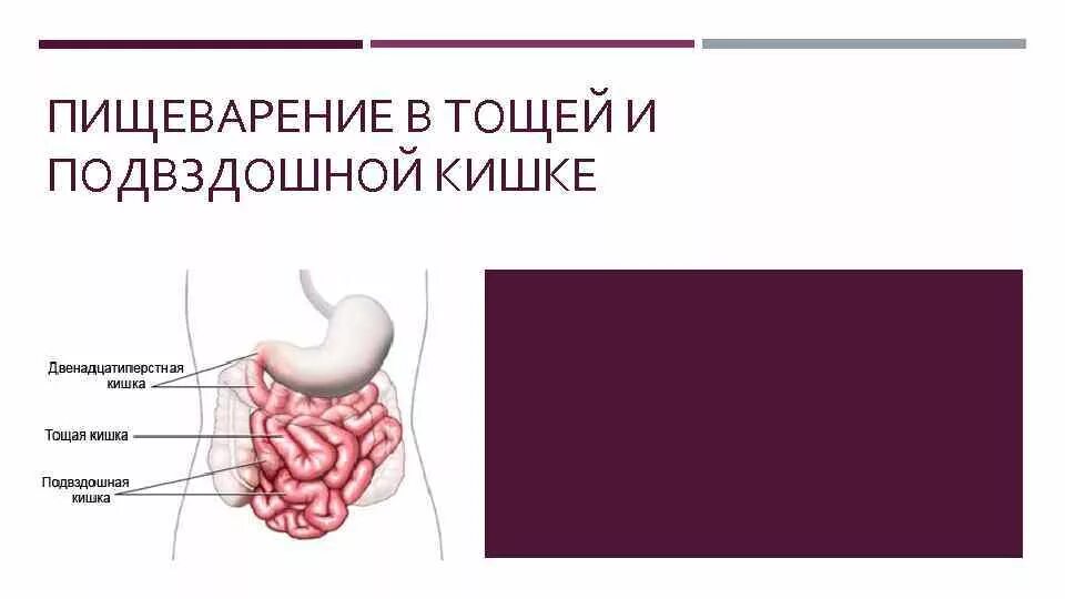 Правая подвздошная кишка. Терминальный отдел подвздошной кишки. Тощая и подвздошная кишка строение. Подвздошная кишка функции. Подвздошная кишка анатомия.