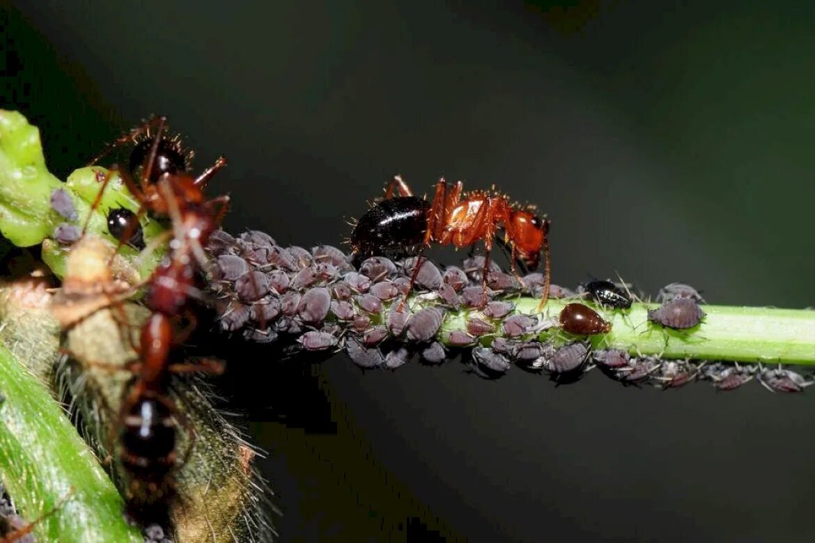 Муравей и тля симбиоз. Симбиоз тли и муравьев. Муравьи и тля взаимоотношения. Мутуализм муравьи. Отношения между тлей и муравьев